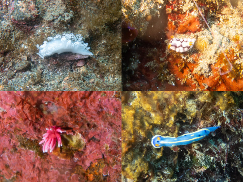 城ヶ島のんびりダイビングツアーを開催しました！