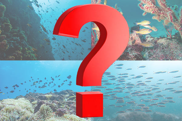 1泊2日・伊豆半島・お得なミステリーダイビングツアー