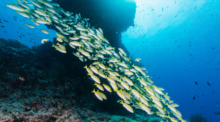 ファンダイビング