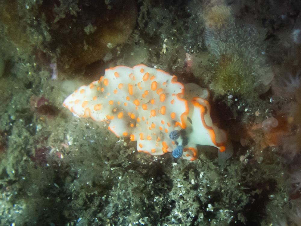 伊豆山(Izusan)の写真15