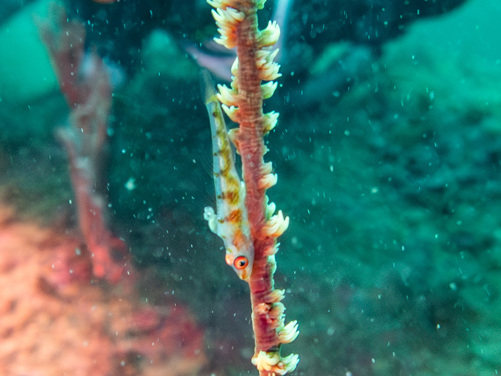 伊豆山(Izusan)の写真16